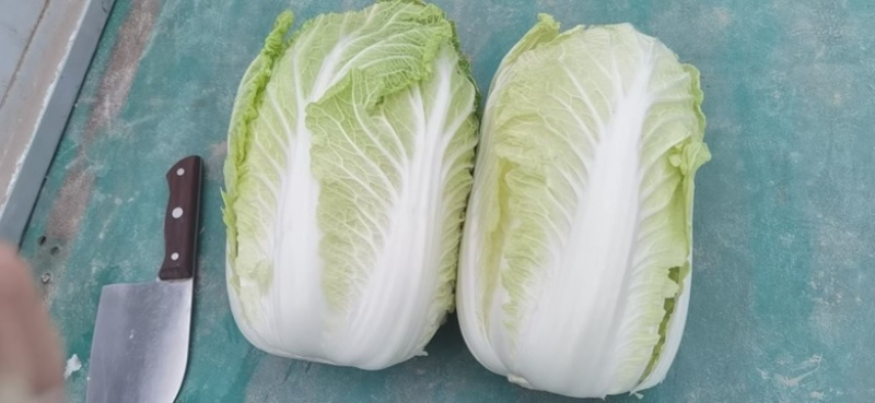 青州春季大白菜黄心白菜大量出货专业代办服务完善