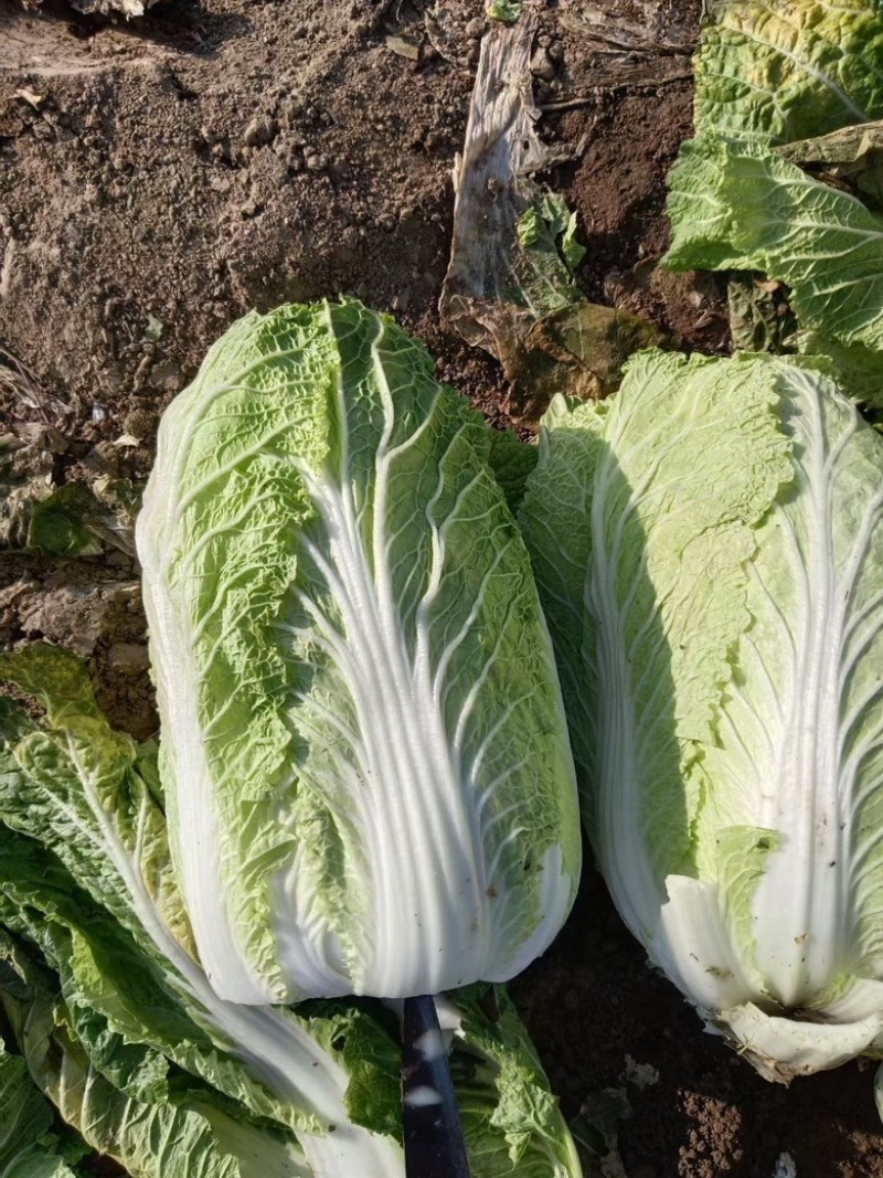 青州春季大白菜黄心白菜大量出货专业代办服务完善