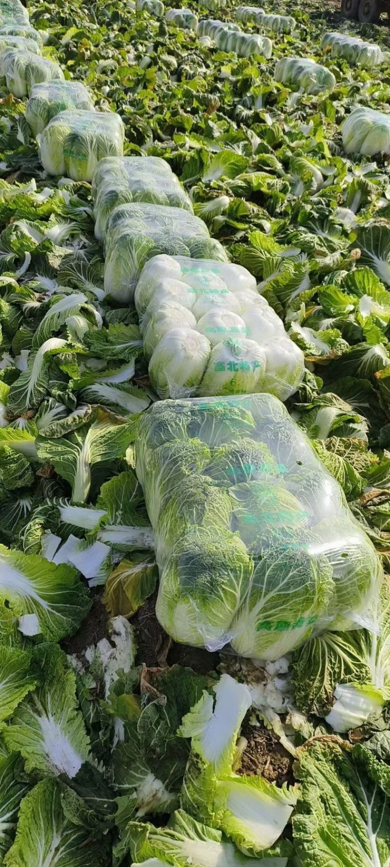 青州春季大白菜黄心白菜大量出货专业代办服务完善