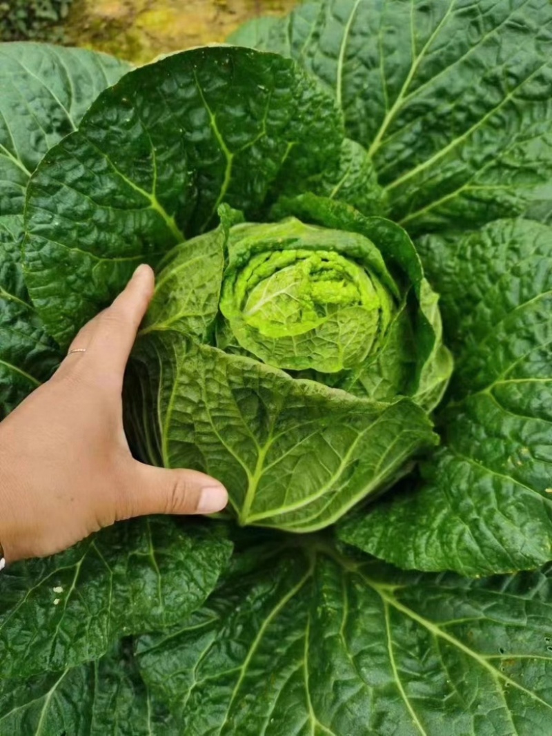 青州春季大白菜黄心白菜大量出货专业代办服务完善