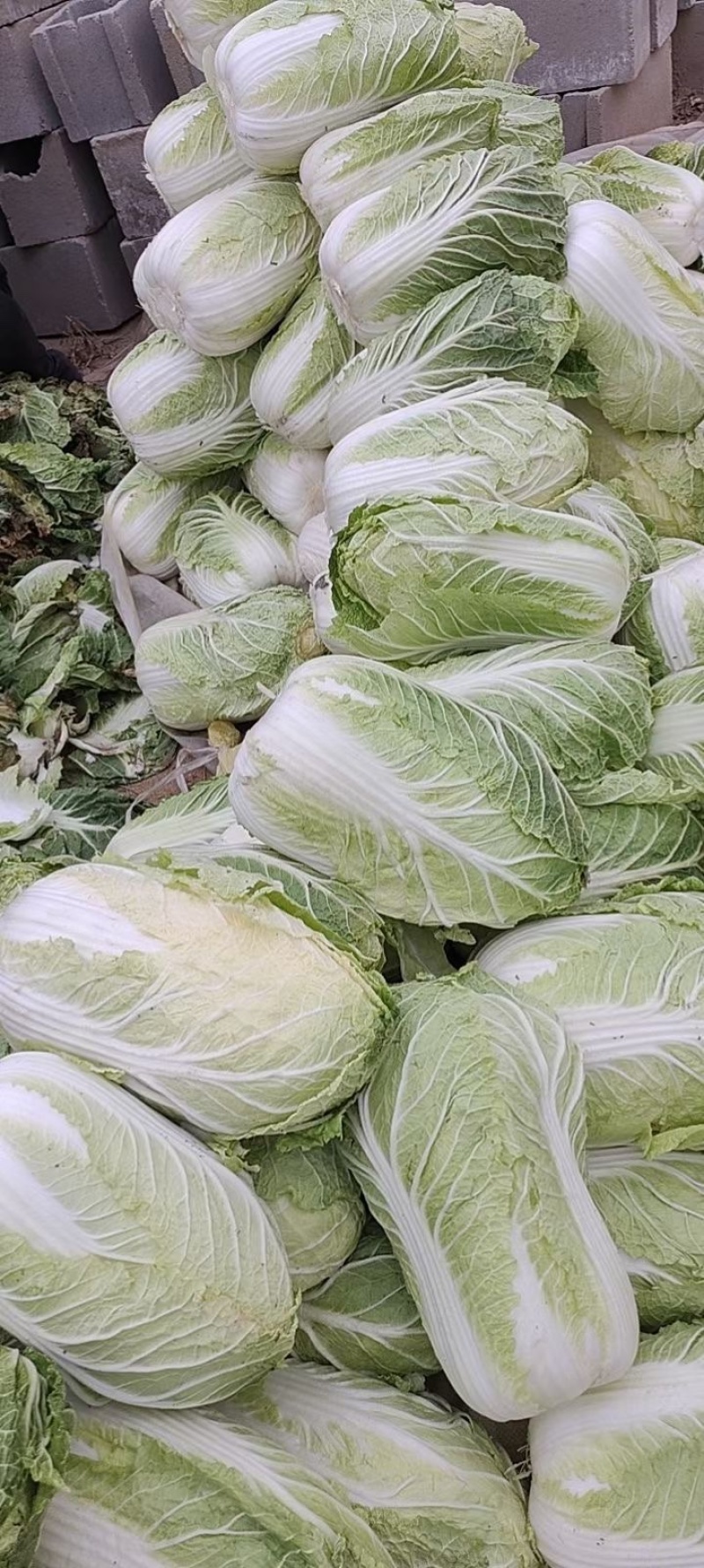 青州春季大白菜黄心白菜大量出货专业代办服务完善