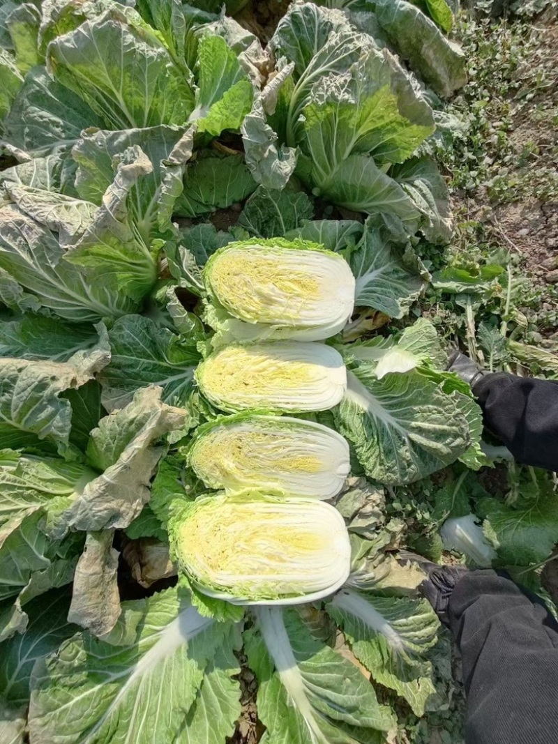 青州春季大白菜黄心白菜大量出货专业代办服务完善