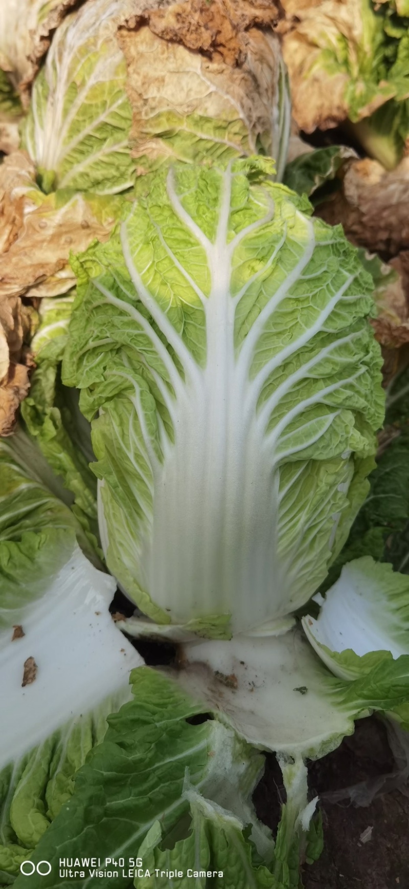 青州春季大白菜黄心白菜大量出货专业代办服务完善