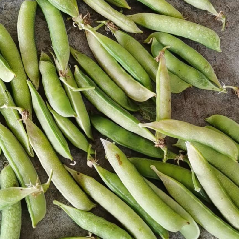 精品川货白豌豆老豌豆货源充足产地直销