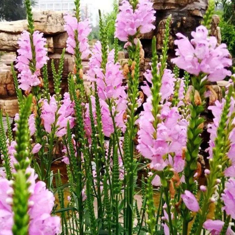 假龙头种子，景观绿化花卉种子露地被植物花坛摄影背景花卉种