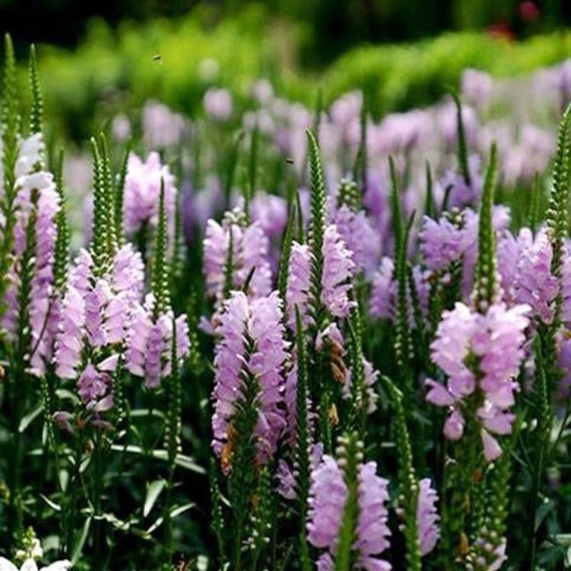 假龙头种子，景观绿化花卉种子露地被植物花坛摄影背景花卉种