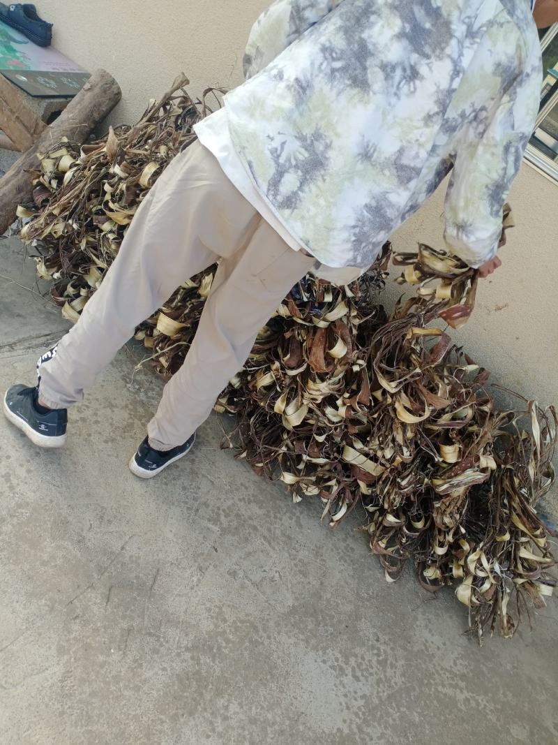 构树皮，桑皮，工艺品原料