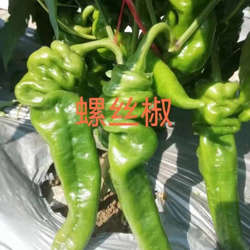 线椒苗，二荆条，黄线，黑线