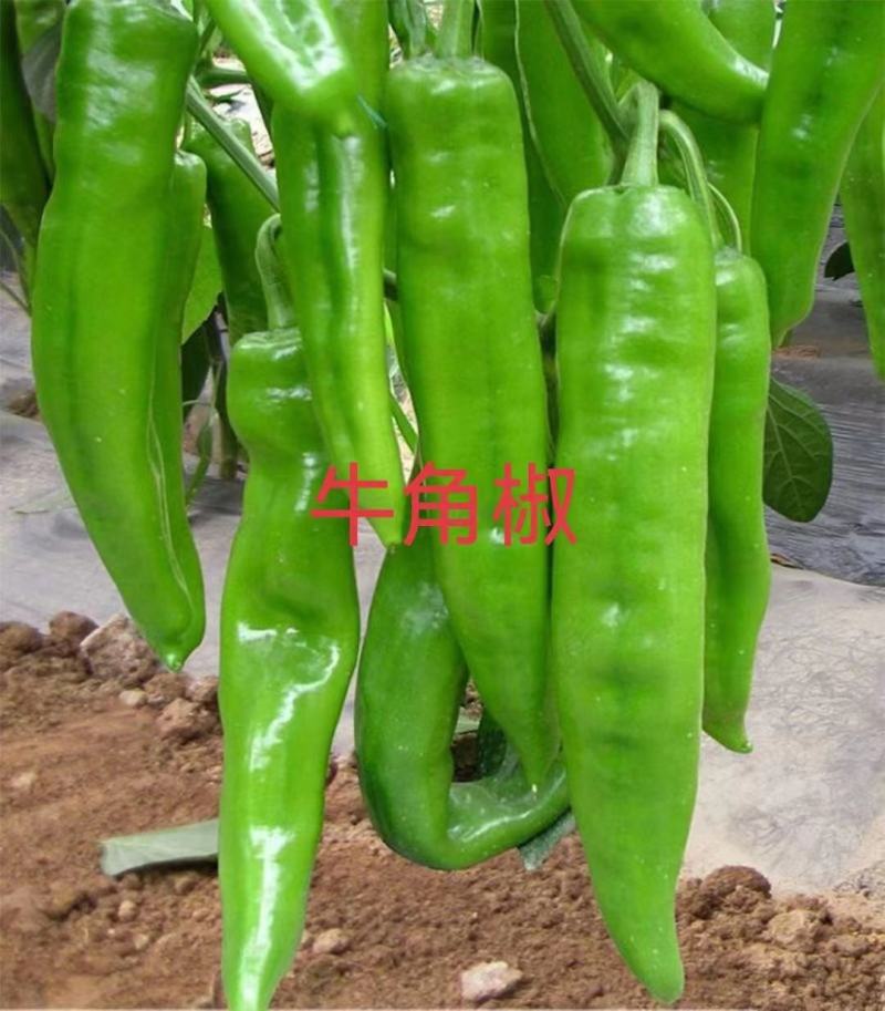 线椒苗，二荆条，黄线，黑线