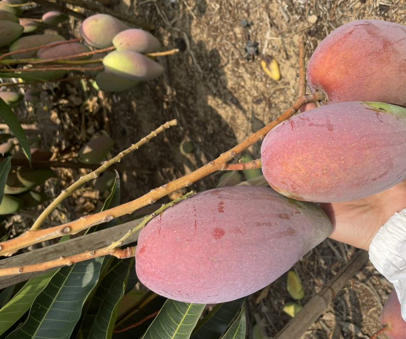 各种芒果贵妃芒大量上市中支持线上线下一件代发