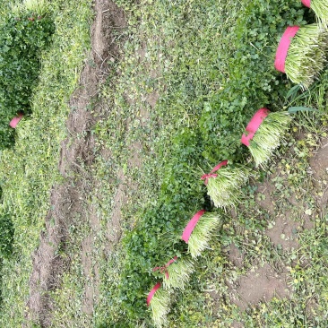 加工厂脱水香菜代发全国欢迎客商来考察