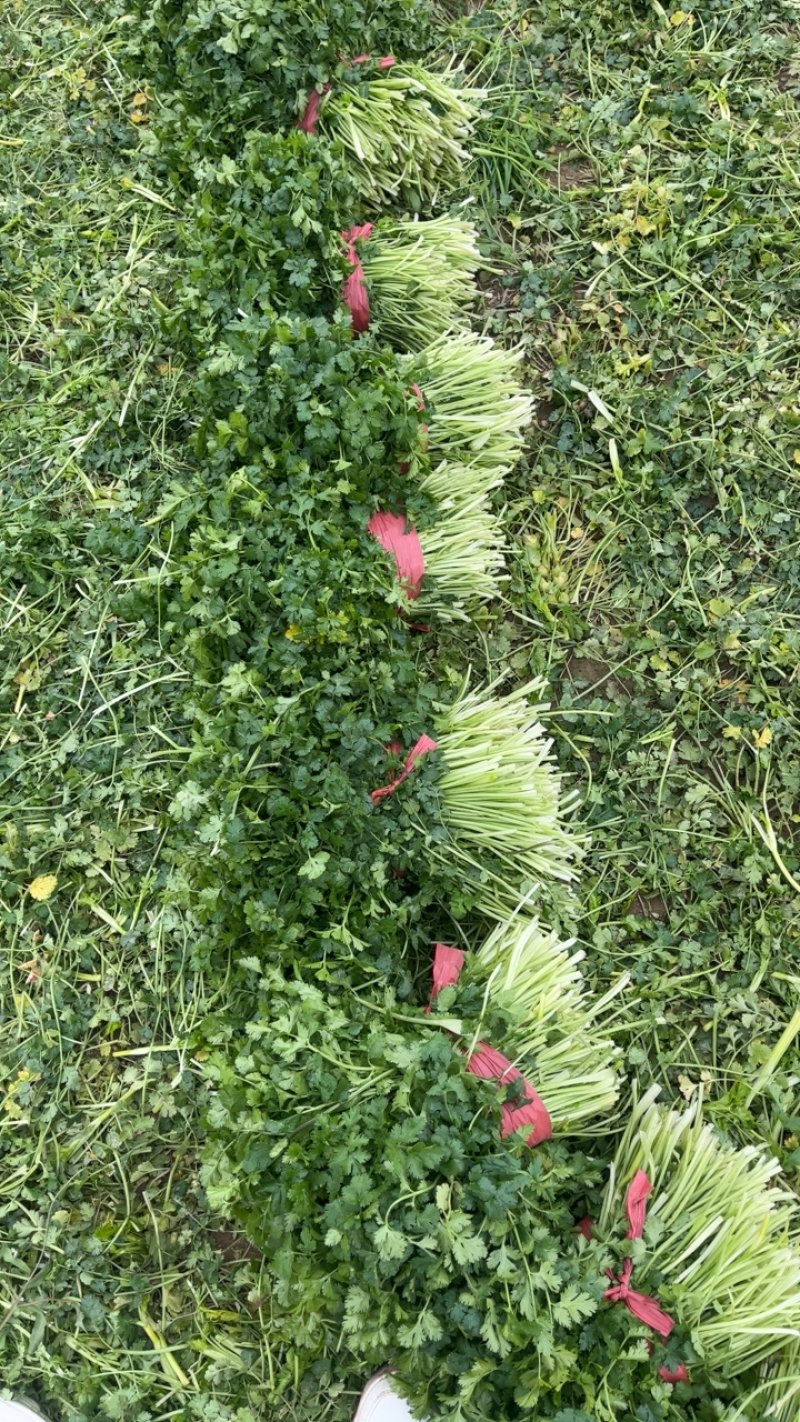 加工厂脱水香菜代发全国欢迎客商来考察