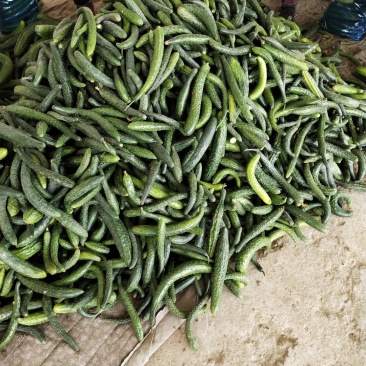 食堂用黄瓜大量