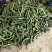 食堂用黄瓜大量