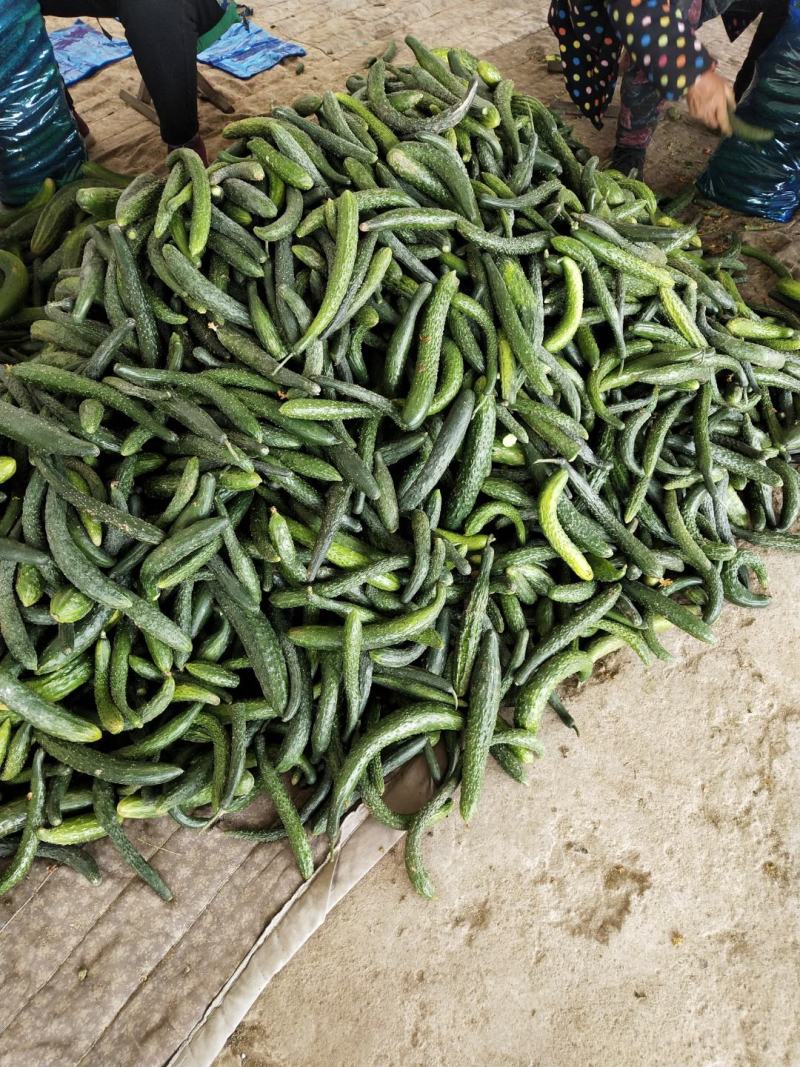 食堂用黄瓜大量