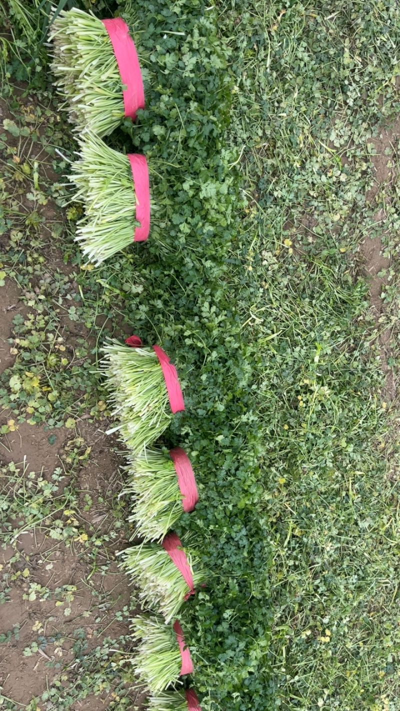 加工厂脱水香菜代发全国欢迎客商来考察