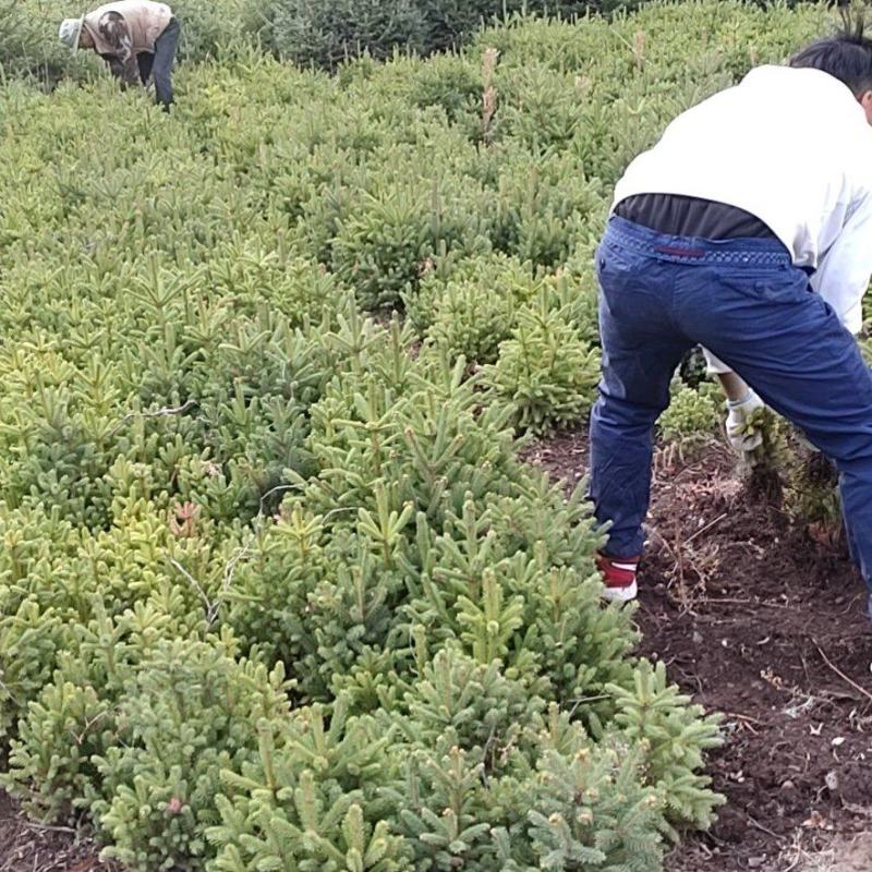 甘南迭部云杉小苗，价格合理安排到位。需要请骚扰，发货到家