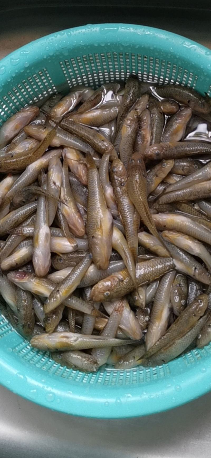 木头鱼趴地虎老虎鱼