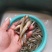 木头鱼趴地虎老虎鱼