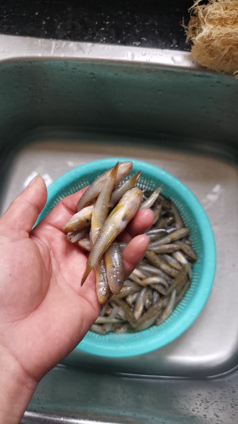 木头鱼趴地虎老虎鱼