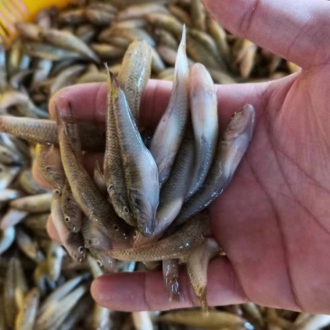 木头鱼趴地虎老虎鱼