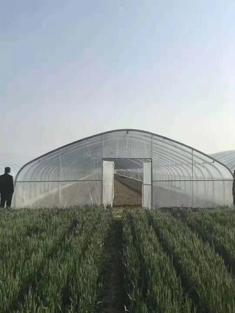625825，蔬菜瓜果草莓西瓜葡萄大棚