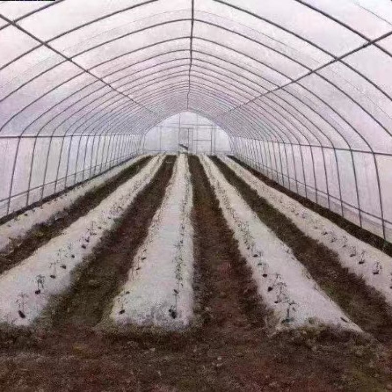 625825，蔬菜瓜果草莓西瓜葡萄大棚