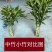 精品大叶富贵竹，中竹小竹基地直批发，价格优惠，货品新鲜