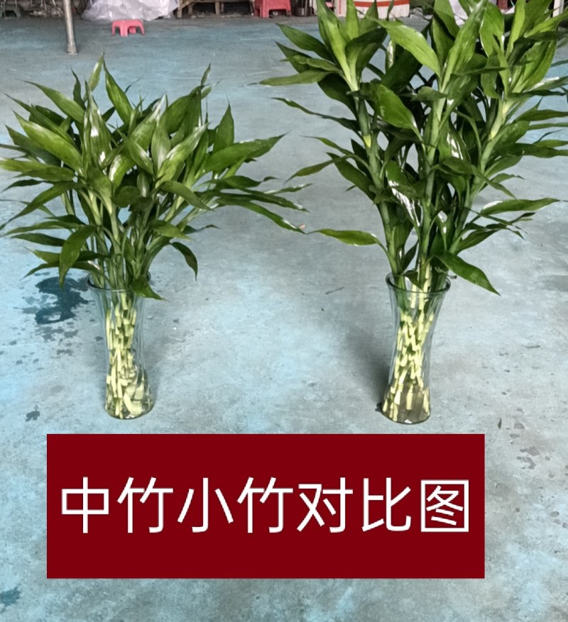 精品大叶富贵竹，中竹小竹基地直批发，价格优惠，货品新鲜