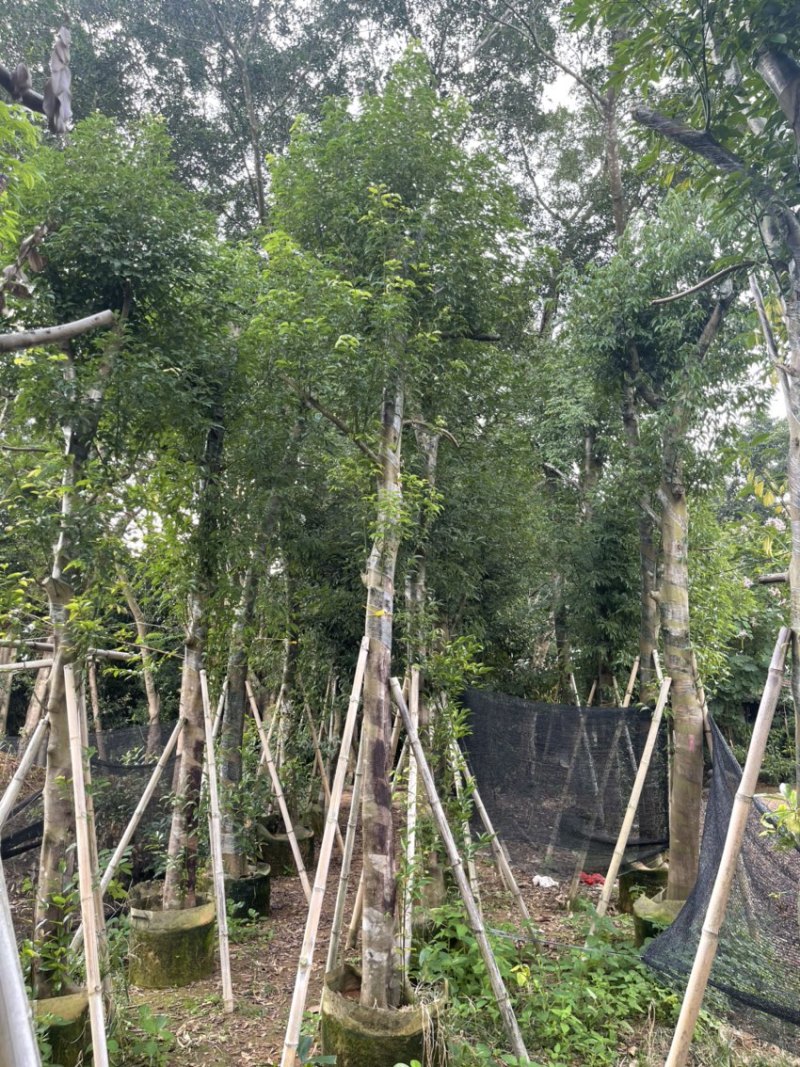 阴香。珍贵的苗木种植。精品阴香5-15分量大可开发票