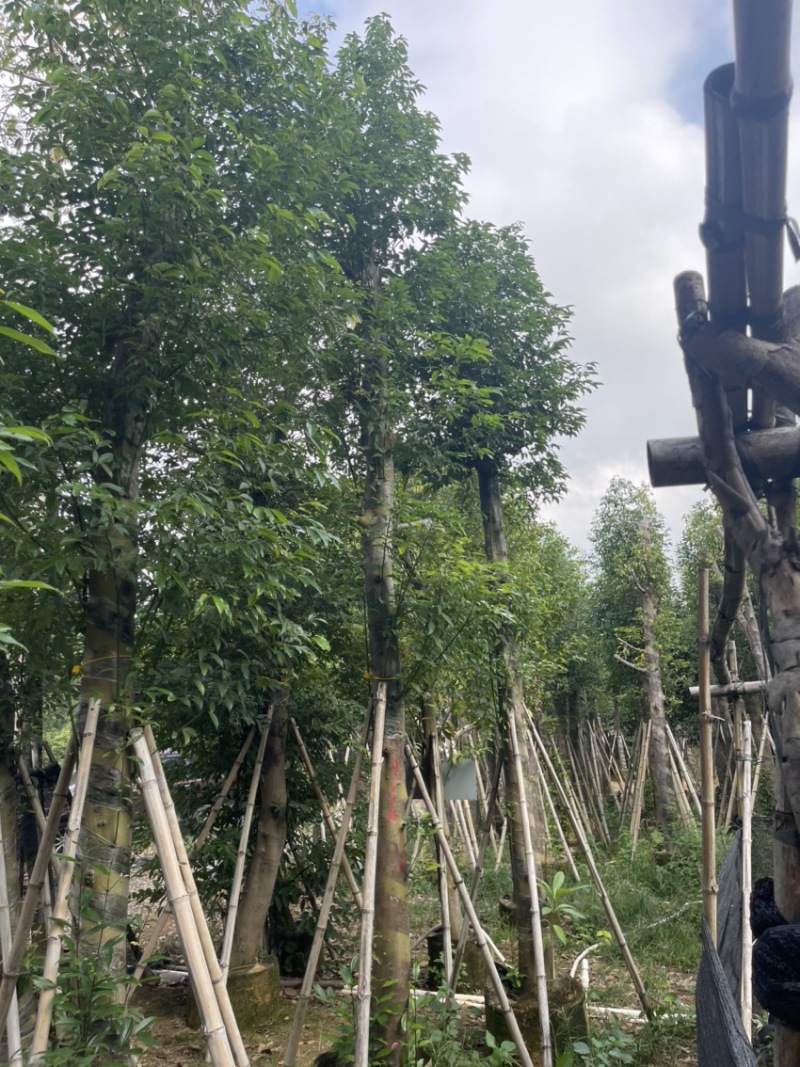 阴香。珍贵的苗木种植。精品阴香5-15分量大可开发票