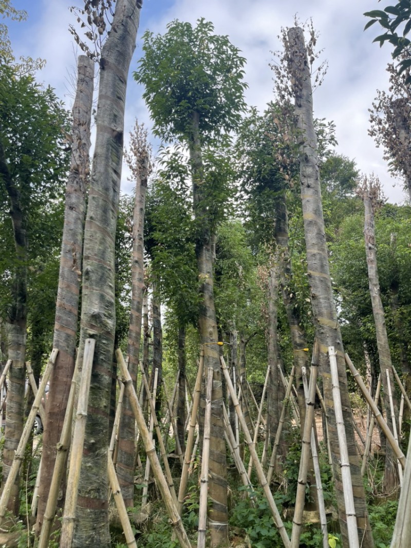 阴香。珍贵的苗木种植。精品阴香5-15分量大可开发票