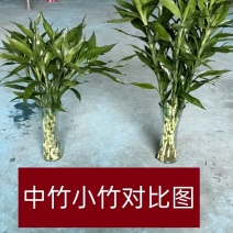 精品大叶富贵竹，中竹小竹基地直批发，价格优惠，货品新鲜