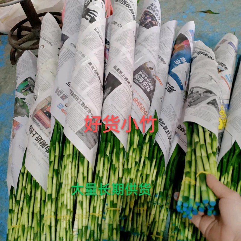 精品大叶富贵竹，中竹小竹基地直批发，价格优惠，货品新鲜