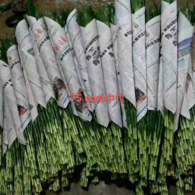 精品大叶富贵竹，中竹小竹基地直批发，价格优惠，货品新鲜