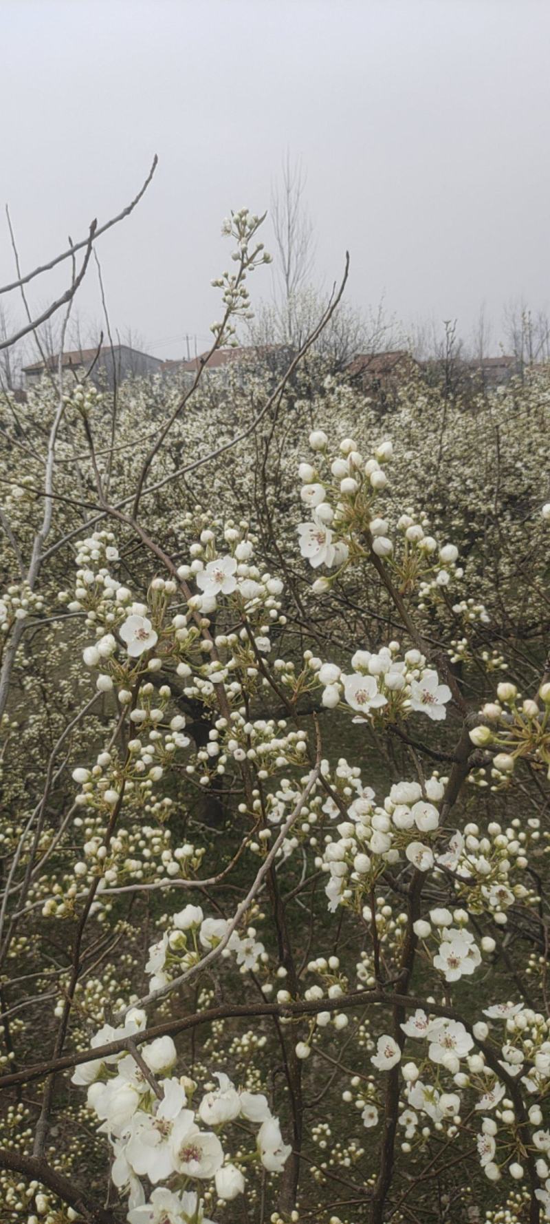花粉