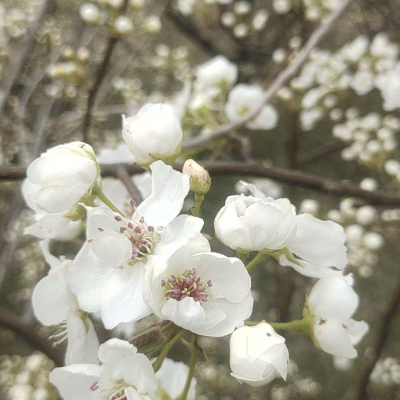 花粉