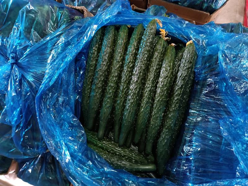 密刺黄瓜产地发货商超品质全国代收代发整车发货