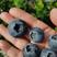 2024年新鲜的蓝莓成熟了，自家果园产地直供量大也可代办