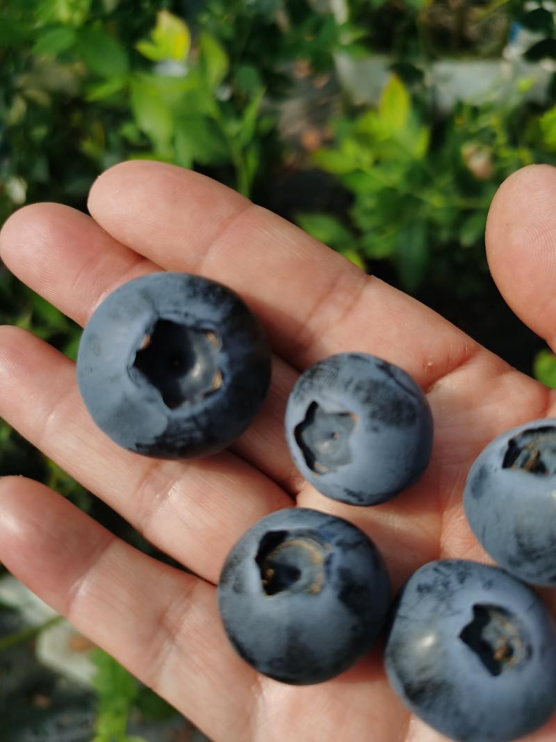 2024年新鲜的蓝莓成熟了，自家果园产地直供量大也可代办
