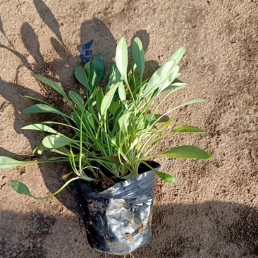 大花金鸡菊