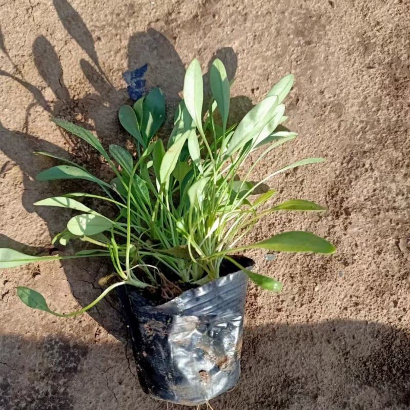 大花金鸡菊