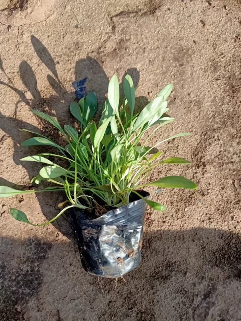 大花金鸡菊