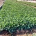 大花金鸡菊