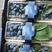 蓝莓粒果串果叶果成熟了优瑞卡,L25,北路公爵，蓝峰等