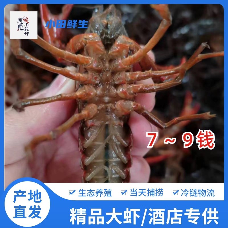 7-9钱，供应虾馆！小龙虾产地直发，鲜活快运，全国发货！