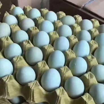 黑凤鸡高产绿壳种蛋一手货源口感佳营养价值高支持全国发货