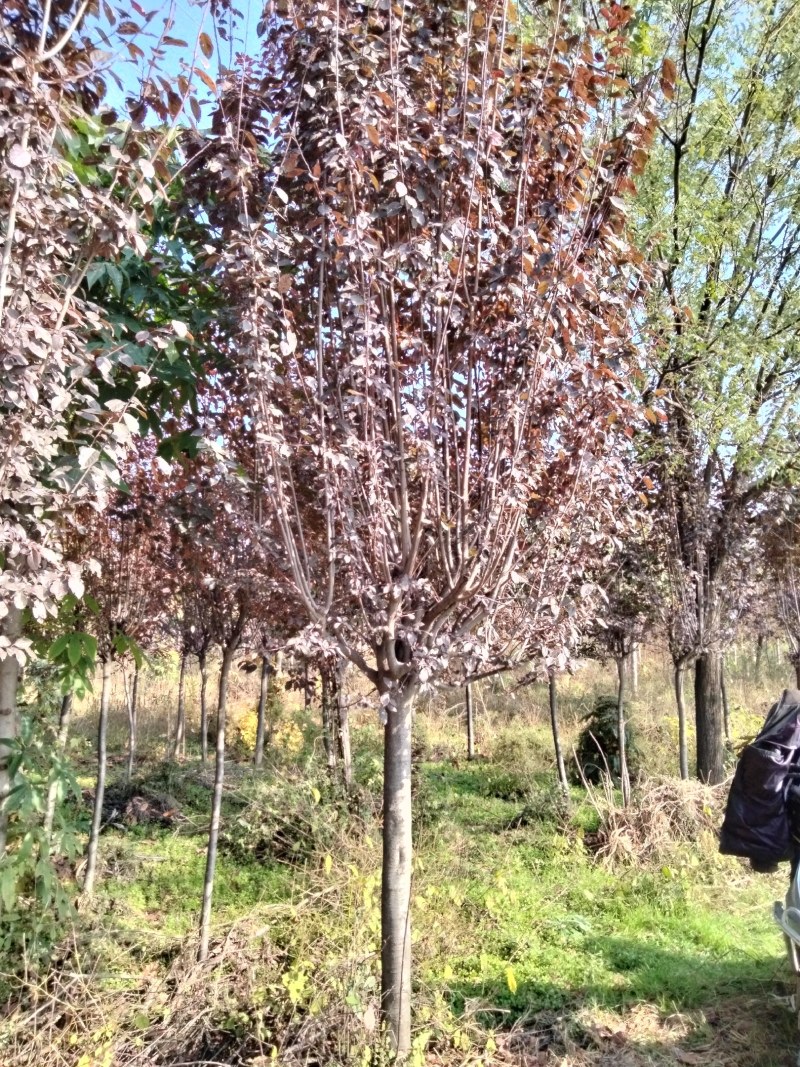 红叶李