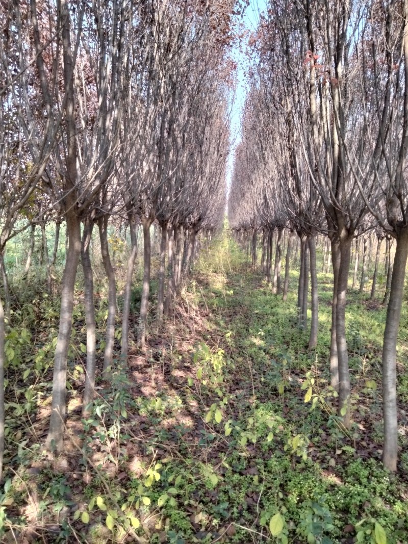 红叶李