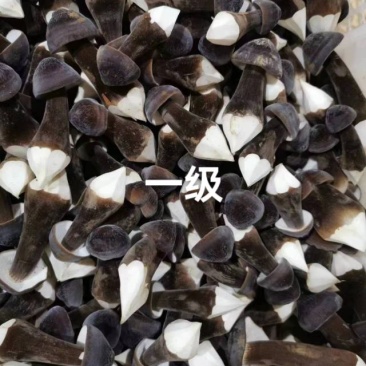 鸡枞菌